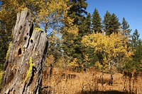 Fall colors in a aspen stand, near Dependent Mine on the Ochoco National Forest. Original public domain image from Flickr