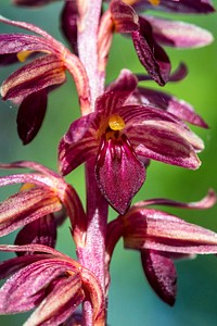 Striped Coralroot. Original public domain image from Flickr