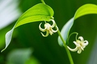 Twisted Stalk - Streptopus amplexifolius. Original public domain image from Flickr