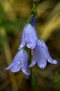 Mountain Harebells - Campanula rotundifolia. Original public domain image from Flickr