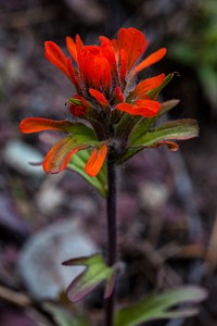 Indian Paintbrush - Castelleja hispida. Original public domain image from Flickr