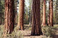 Old Growth Ponderosa Pine Stand-Deschutes, Old Growth Ponderosa Pine Stand on the Deschutes National Forest in Central Oregon. Original public domain image from Flickr