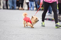 Morning dog walk. Original public domain image from Flickr