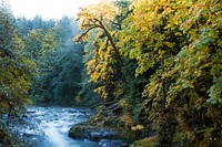 Beautiful Autumn forest background. Free public domain CC0 photo.