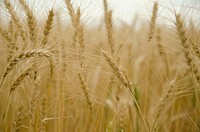 Winter wheat crop, Poplar, MT. July 17, 2012. Original public domain image from <a href="https://www.flickr.com/photos/160831427@N06/23974477237/" target="_blank" rel="noopener noreferrer nofollow">Flickr</a>