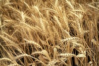 Close-up of wheat. Original public domain image from Flickr