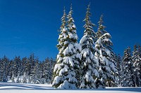Winter Forest at Mt Bachelor-Deschutes Winter Forest at Mt Bachelor on the Deschutes National Forest in Oregon's Cascades. Original public domain image from Flickr