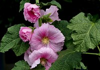 Growing hollyhocks (Alcea rosea) in the garden is the goal of many gardeners who remember these impressive flowers from their youth.