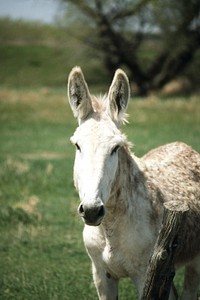 White mule. Original public domain image from <a href="https://www.flickr.com/photos/160831427@N06/24009774577/" target="_blank" rel="noopener noreferrer nofollow">Flickr</a>