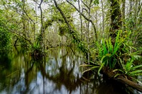 Pond in the woods. Original public domain image from Flickr