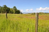 Timothy planted in riparian area near Harrison, Montana. July 2011. Original public domain image from Flickr