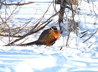 Ring-necked PheasantCheck out this puffy ring-necked pheasant spotted at Morris Wetland Management District in Minnesota. Photo by Alex Galt/USFWS. Original public domain image from Flickr