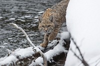 Bobcat along the Madison River. Original public domain image from Flickr