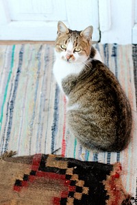 Domestic cat sitting on a carpet.