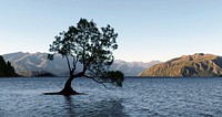 "The Tree" Lake Wanaka.
