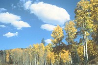 Aspens turning color against bright blue sky, 1982. Original public domain image from Flickr