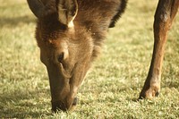 Close-up of cow elk eating grass, October 1992. Original public domain image from <a href="https://www.flickr.com/photos/160831427@N06/24215781297/" target="_blank" rel="noopener noreferrer nofollow">Flickr</a>