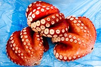 Octopus. Free public domain CC0 photo.