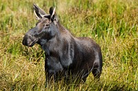 Moose. Original public domain image from Flickr