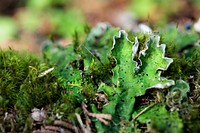 Forest Floor- Lichen and Moss. Original public domain image from Flickr