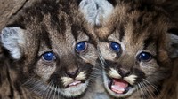 Kitten siblings P-46 and P-47 at their den in the western Santa Monica Mountains. Original public domain image from Flickr