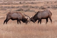 Elk sparring near the North Entrance. Original public domain image from Flickr