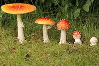 Amanita muscaria, the fly agaric mushroom. Original public domain image from <a href="https://www.flickr.com/photos/usforestservice/24571545258/" target="_blank">Flickr</a>