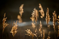 Edwin B. Forsythe National Wildlife RefugeThe Edwin B. Forsythe National Wildlife Refuge at sunrise on Jan. 29, 2016. Original public domain image from Flickr