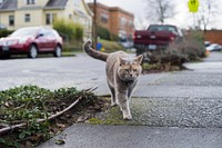 Cute cat walking on the street. Free public domain CC0 photo.