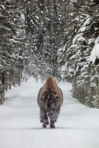 Frosty bull bison in the road near Fishing Bridge. Original public domain image from Flickr