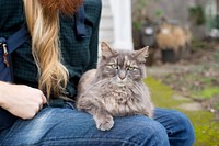 Maine coon cat image, free public domain CC0 image.