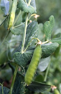Close-up of pea plant, pod. Original public domain image from Flickr