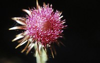 Close-up of flowering thistle. Original public domain image from Flickr