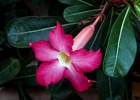 Adenium obesum. (desert rose)Adenium obesum is a species of flowering plant in the dogbane family, Apocynaceae, that is native to the Sahel regions, south of the Sahara, and tropical and subtropical eastern and southern Africa and Arabia. Original public domain image from Flickr