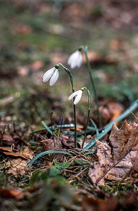 Hóvirág / Galanthus / Snowdrop