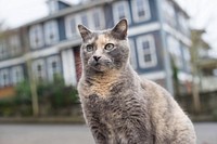 Cute street cat. free public domain CC0 image.