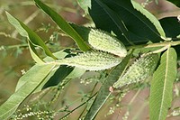 Asclepias speciosa, showy milkweed. Columbus, Montana. July 27, 2006. Original public domain image from Flickr