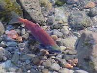 Kokanee Salmon returning to Spawn, Siuslaw National Forest. Original public domain image from Flickr
