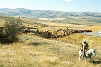 Cattle drive. Original public domain image from <a href="https://www.flickr.com/photos/160831427@N06/25169073238/" target="_blank" rel="noopener noreferrer nofollow">Flickr</a>