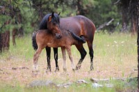 WILD HORSE MOTHER NURSING YEARLING_LOOKOUT MOUNTAIN HERD-OCHOCO : Wild Horse Mother Nursing Yearling on the Ochoco National Forest. Original public domain image from Flickr