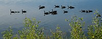 Flock of Canadian Geese in Klamath Lake on the Fremont Winema National Forest in Southern Oregon. Original public domain image from Flickr