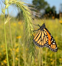 Monarch on foxtail. Monarch butterfly on foxtail in Malan Waterfowl Production Area in Michigan. Original public domain image from Flickr