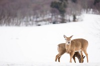 White tailed deer in winter. Free public domain CC0 photo.