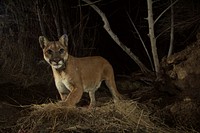 P-35 and the Bears. You never know what our camera traps are going to capture. In early December 2015, we first see P-35 at one of her deer kill cache sites in the Santa Susana Mountains northwest of Los Angeles (Note: not to be confused with the Santa Monica Mountains). Later on, an American black bear mother and her cub take advantage of the same deer!. Original public domain image from Flickr