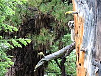 Juvenile Owl perching on Tree in the Ochoco National Forest. Original public domain image from Flickr