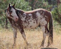 PAINTED WILD HORSE_LOOKOUT MOUNTAIN HERD-OCHOCOOchoco National Forest. Original public domain image from Flickr