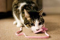 Cat and pink string. Original public domain image from Flickr