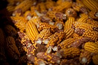 Corn seed at the DuPont Pioneer plant for the production of seeds during the U.S. Agribusiness Trade Mission to Peru and Chile in Santiago, Chile on Wed., Mar. 16, 2016. USDA photo by Sergio Pina. . Original image from Flickr