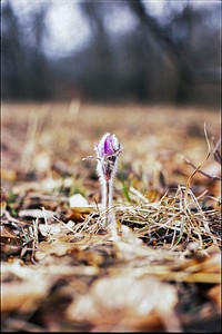 Tavaszi kökörcsin / Pulsatilla Vernalis / Spring Pasqueflower.