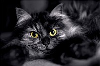 Cat staring into the camera. Original public domain image from <a href="https://www.flickr.com/photos/caneurope/37009982994/" target="_blank">Flickr</a>